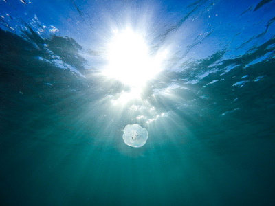 Qualle im Meer